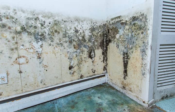 mold removal longview